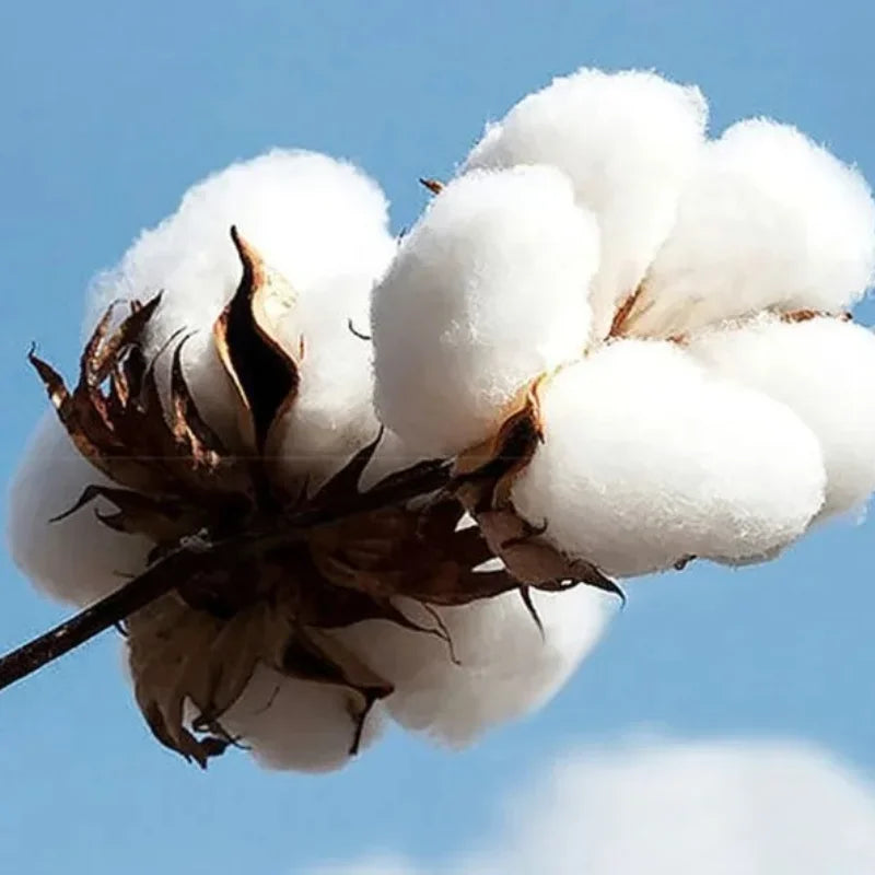 NY Knicks Champions 2026 New York Knicks Finals Collection Fans T-Shirt 2026 Summer New Men Women Cotton Y2K Breathable T-shirt